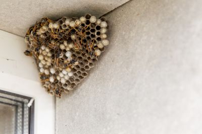 Wasp Nest Removal - Wasp Nest Removal Covington, Louisiana