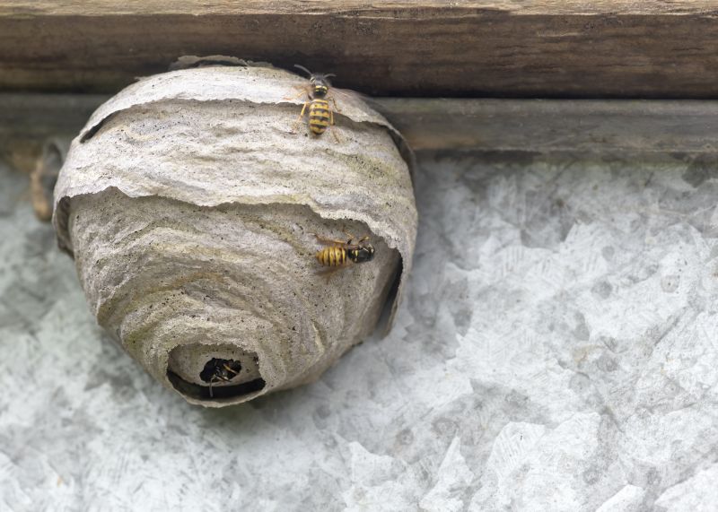 Wasp Nest Removal