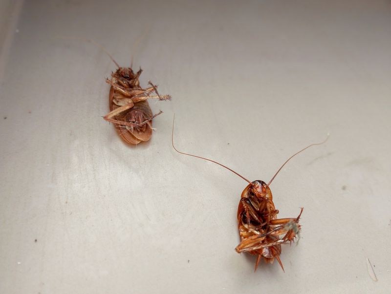 Centipede Extermination in Frisco, TX