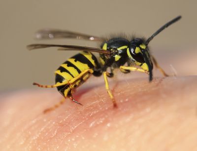 Common Stinging Insects That Invade Homes