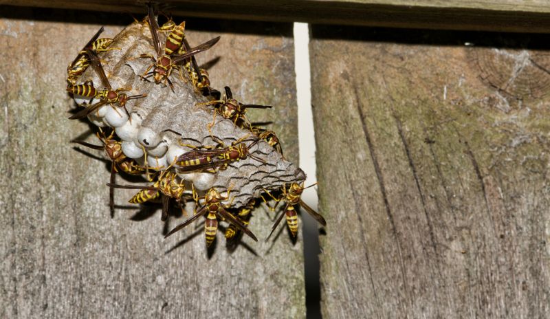 Cost of Wasp Nest Removal — Cost of Wasp Nest Removal