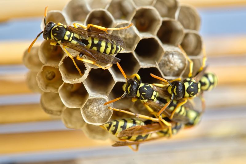 Wasps