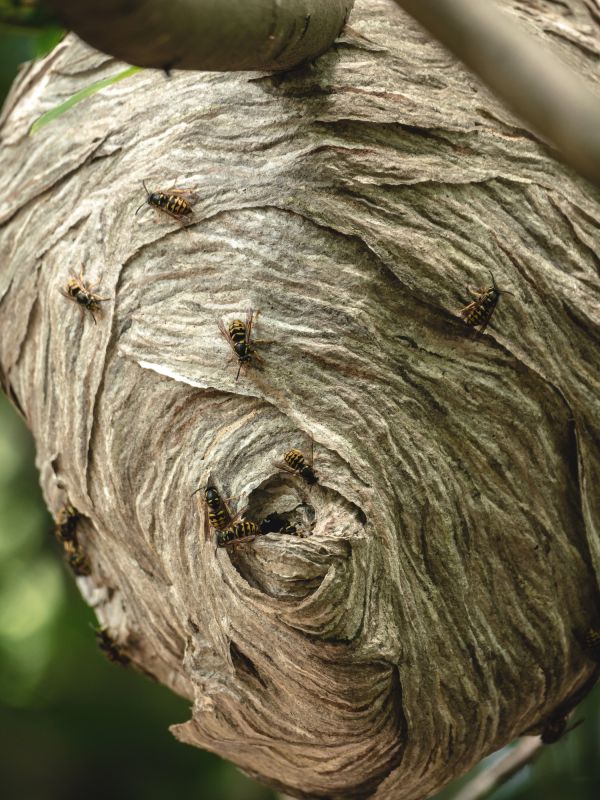 Wasp Nest in Tree