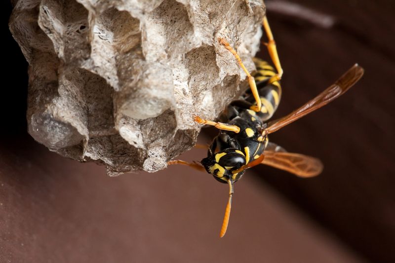 Wasp Nest Removal from a Tree