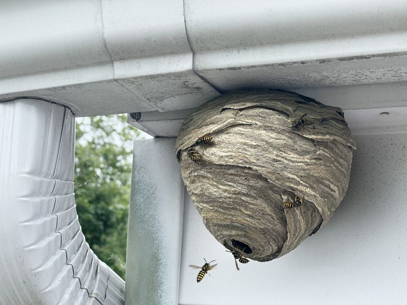 Completed Wasp Nest Removal Project