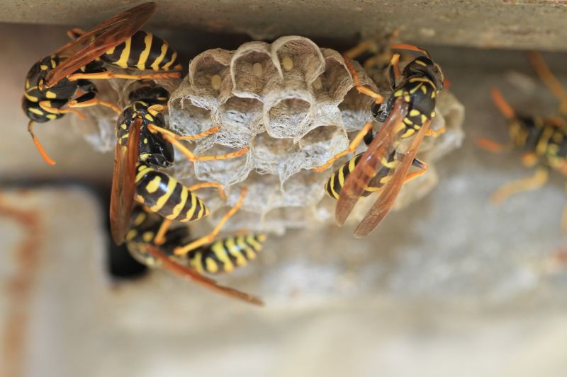 Cost of Professional Wasp Removal